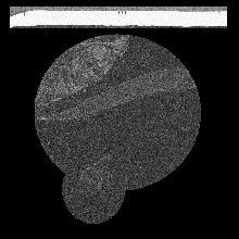 FIBSEM/amst_crop_0159.tif middle slice